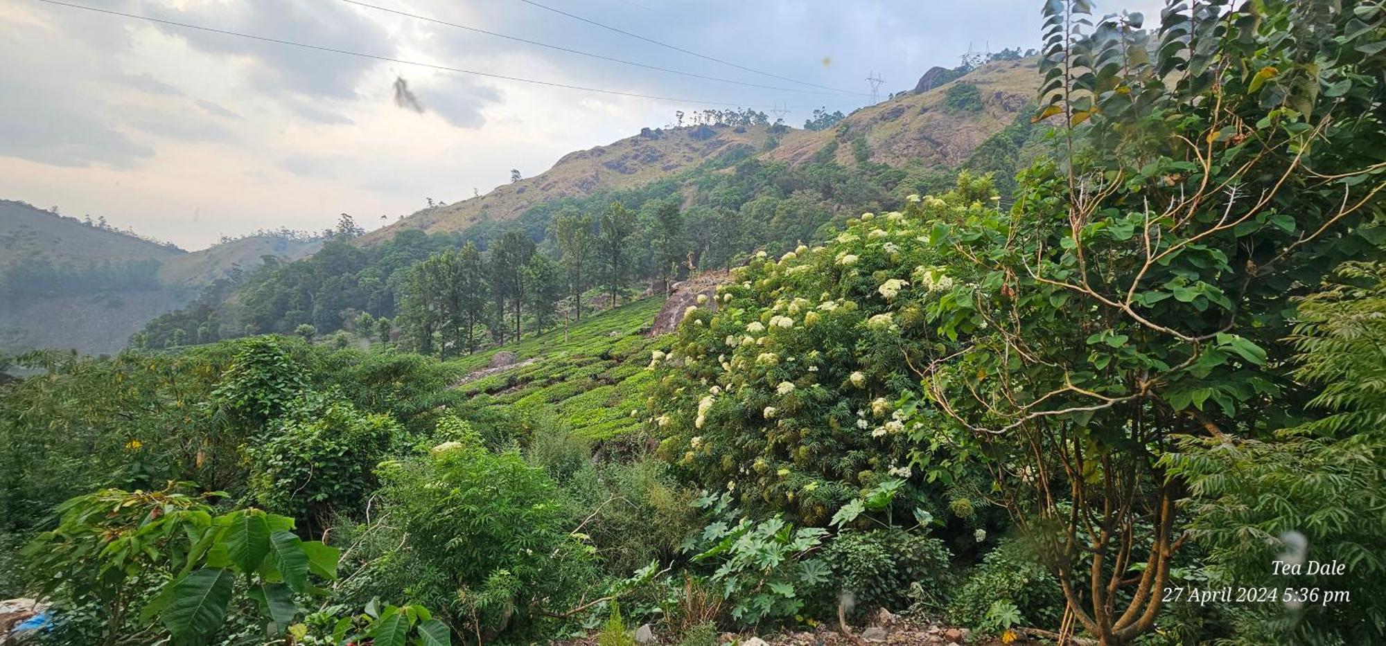 Tea Dale - All Rooms With Tea Estate View Муннар Экстерьер фото